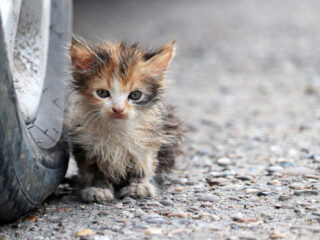 улично коте котка бездомните животни